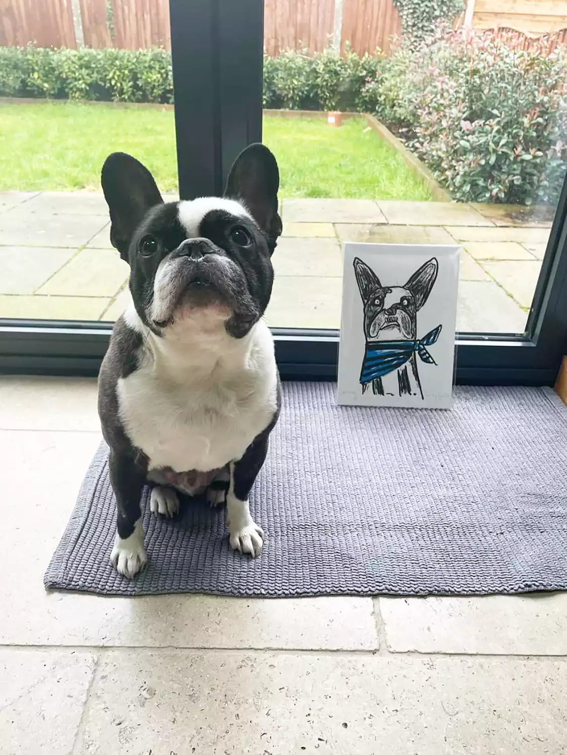 Larry The French Bulldog