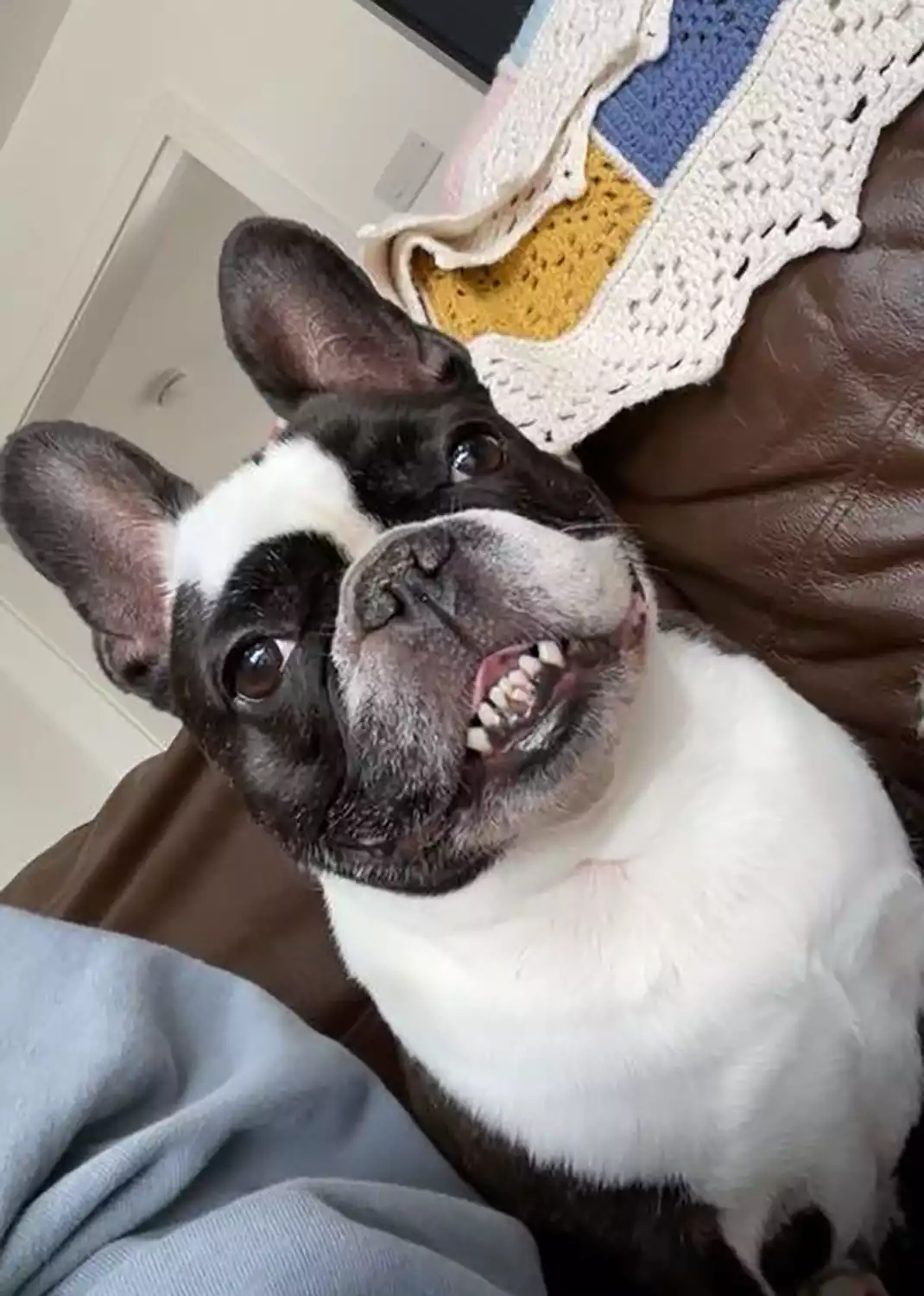 Larry 'The Teeth' French Bulldog