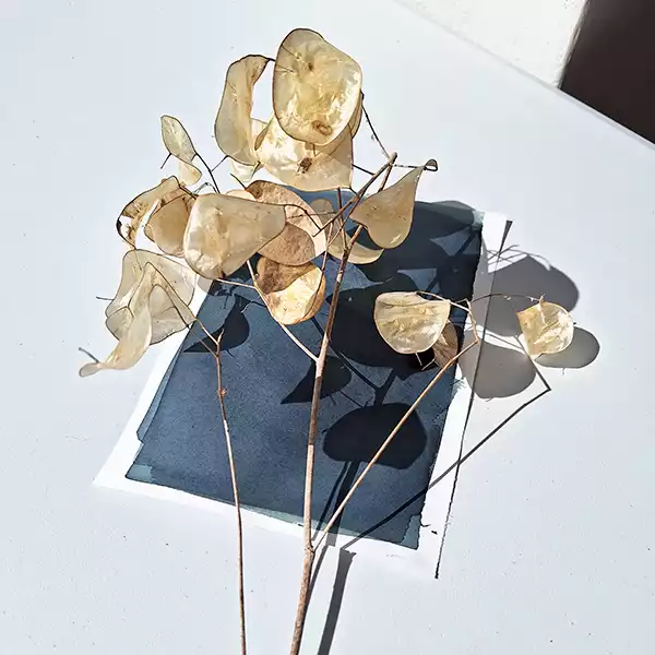 what you need for cyanotype sample subjects and materials needed for cyanotype printing